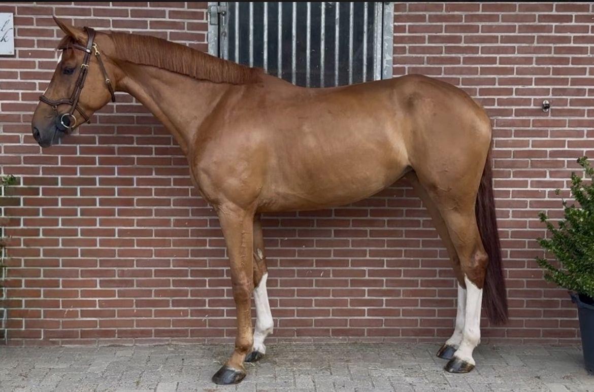 horse
